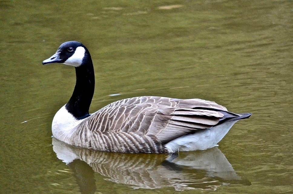 Canada goose site canadien hotsell